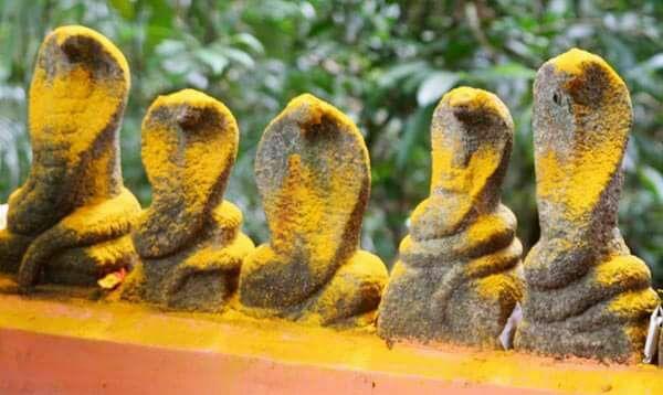 Naga Panchami Celebration